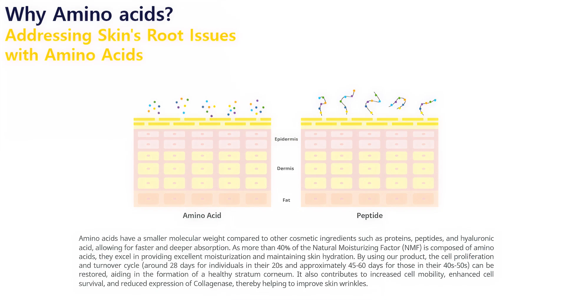 Infographic titled "Why Amino acids?" showing a diagram that compares the deep skin penetration of small-molecule amino acids against the shallow penetration of larger peptides.